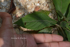 Tricholepis glaberrima